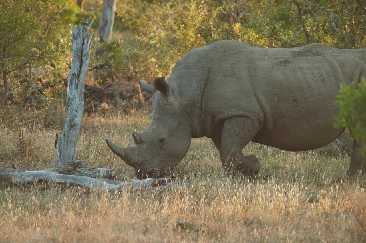 Baobab Ridge Villa Klaserie Természetvédelmi Magánrezervátum Kültér fotó